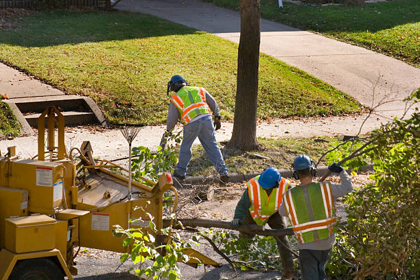 Palm Tree Trimming